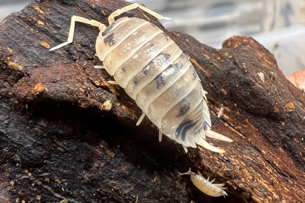 Porcellio laevis "Dairy Cow"