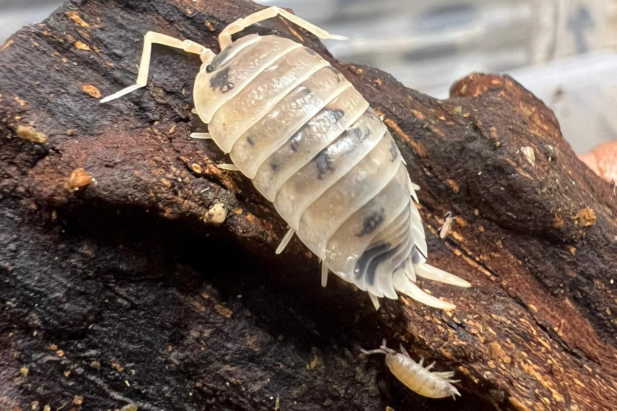 Porcellio laevis "Dairy Cow"