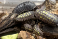 Armadillidium depressum
