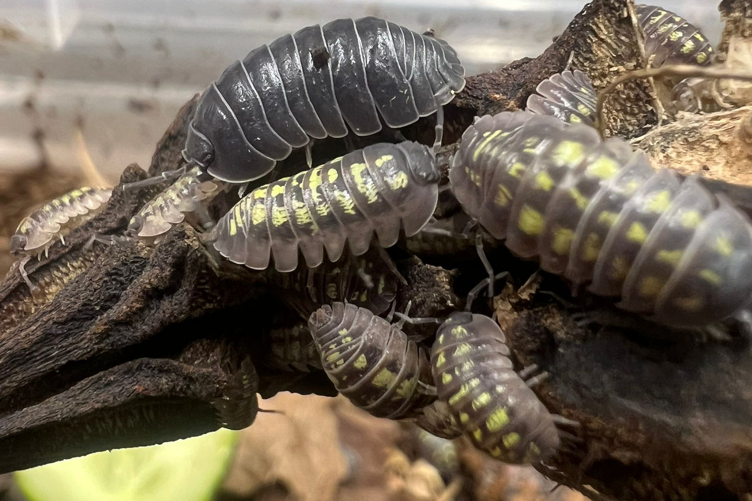 Armadillidium depressum