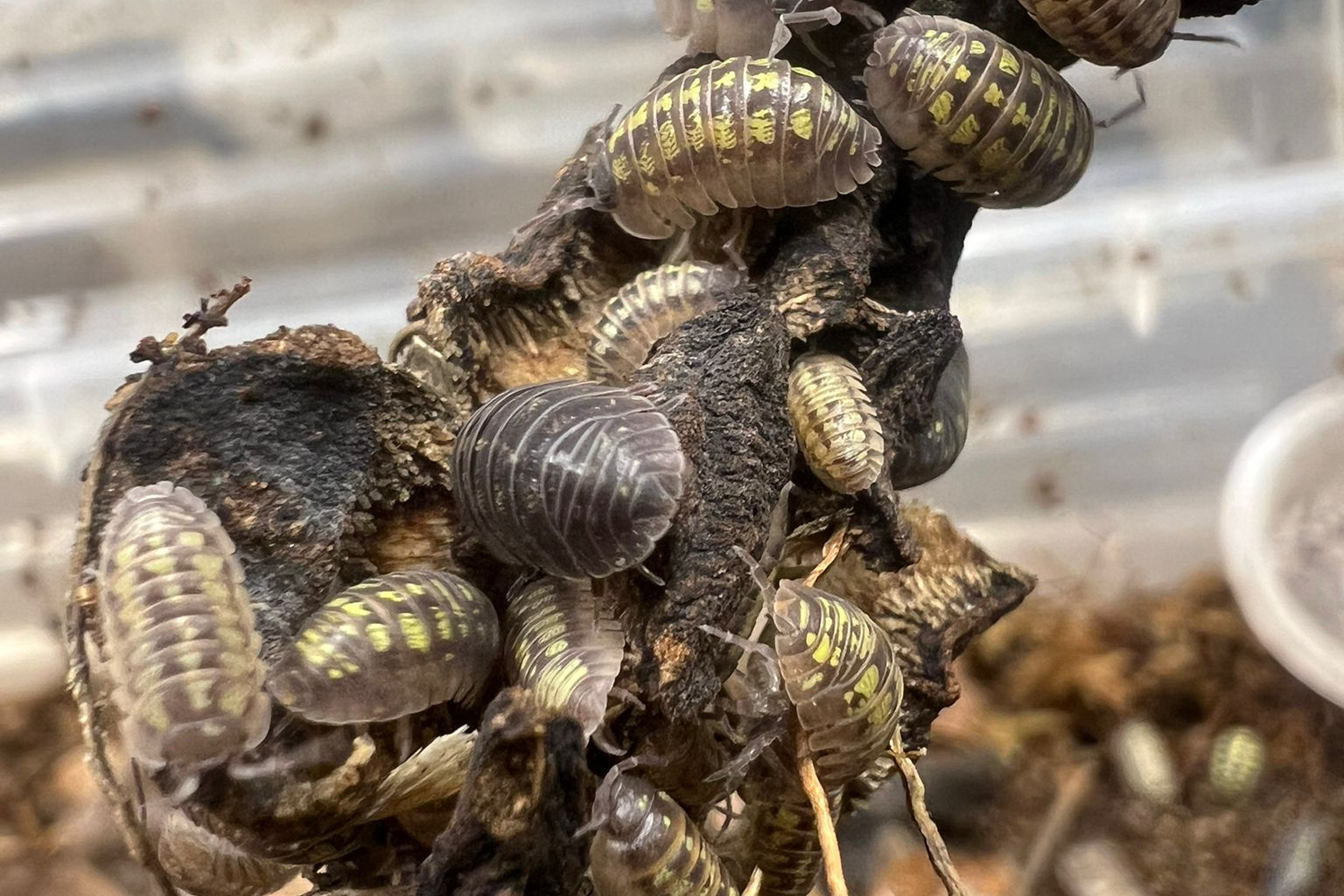 Armadillidium depressum