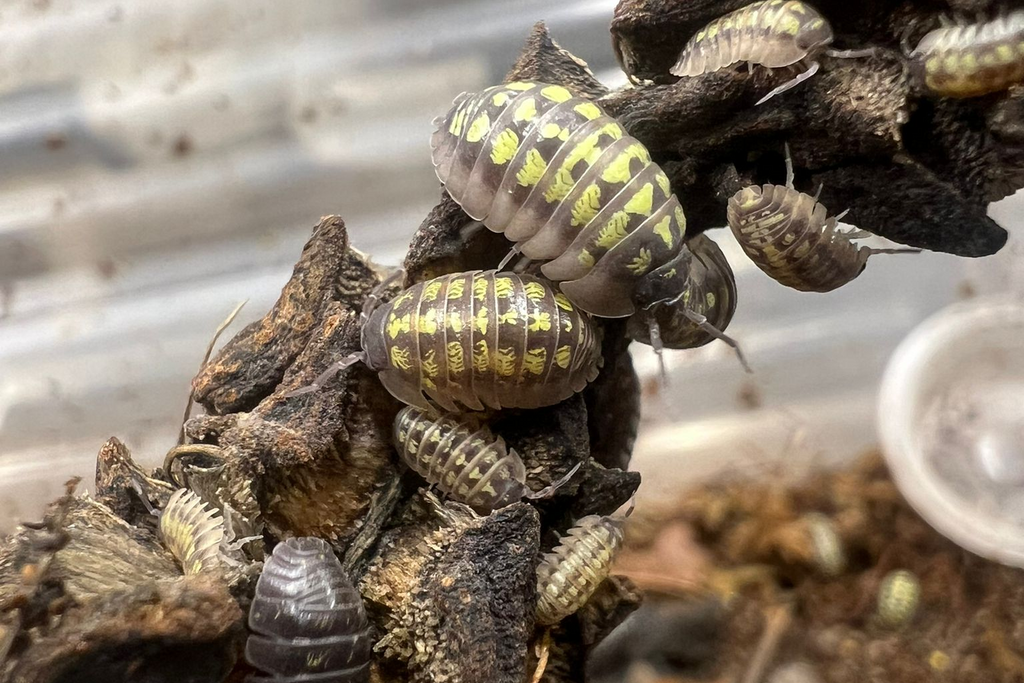 Armadillidium depressum