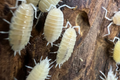 Porcellionides pruinosus "White"