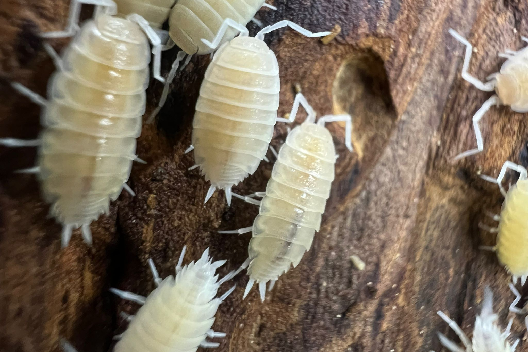 Porcellionides pruinosus "White"