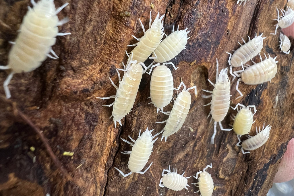 Porcellionides pruinosus "White"