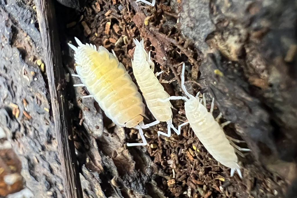 Porcellionides pruinosus "White"