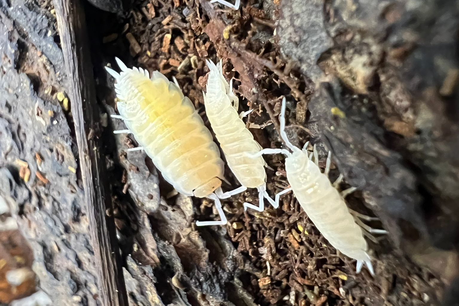 Porcellionides pruinosus "White"
