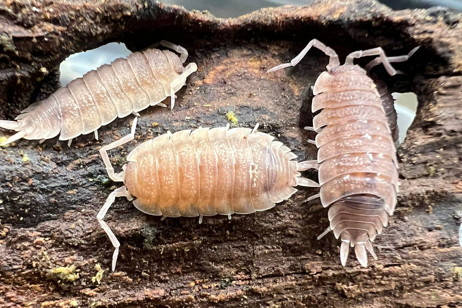 Porcellio scaber "Ghost"