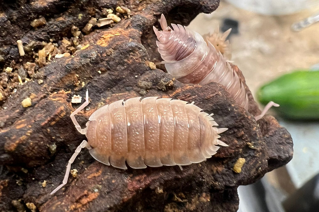 Porcellio scaber "Ghost"