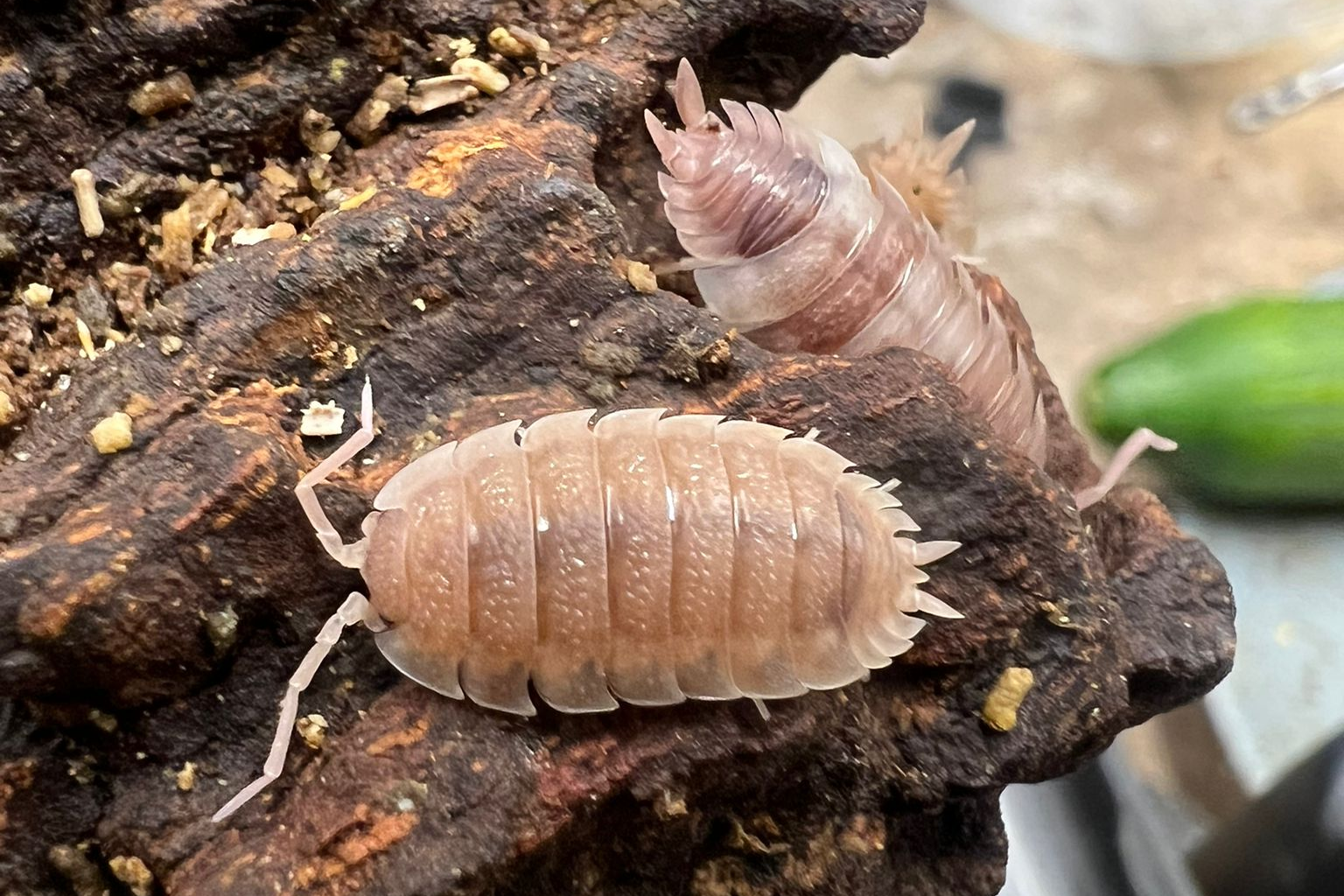 Porcellio scaber "Ghost"