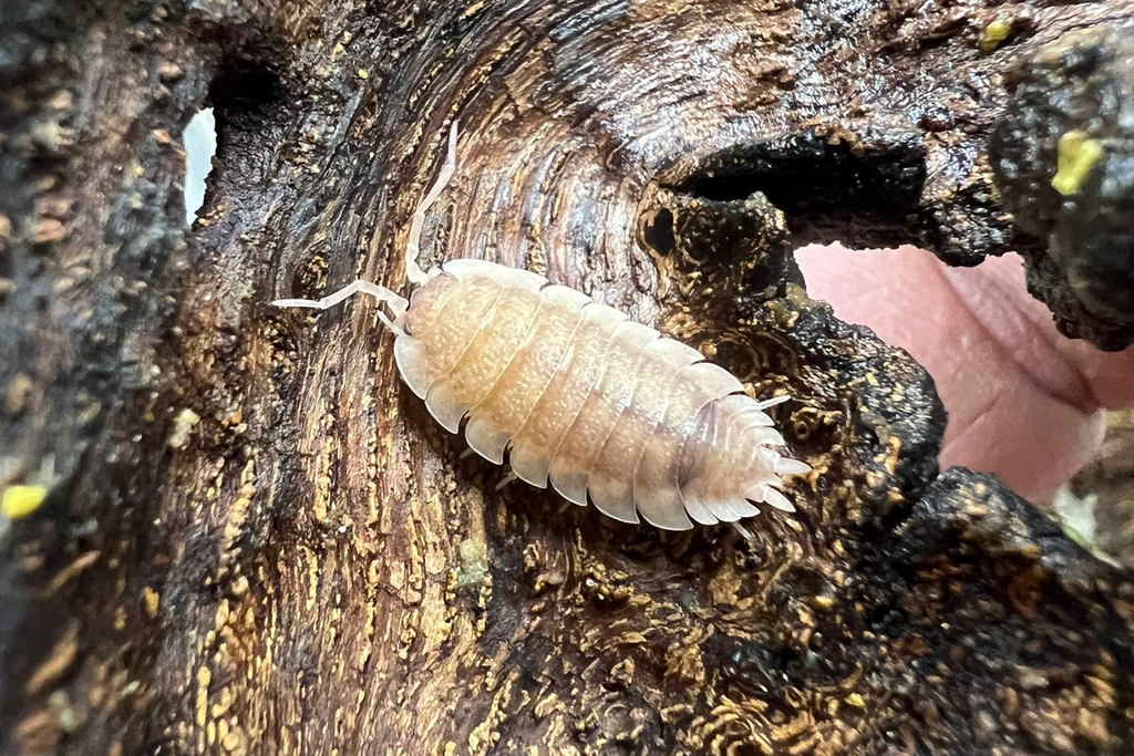 Porcellio scaber "Ghost"