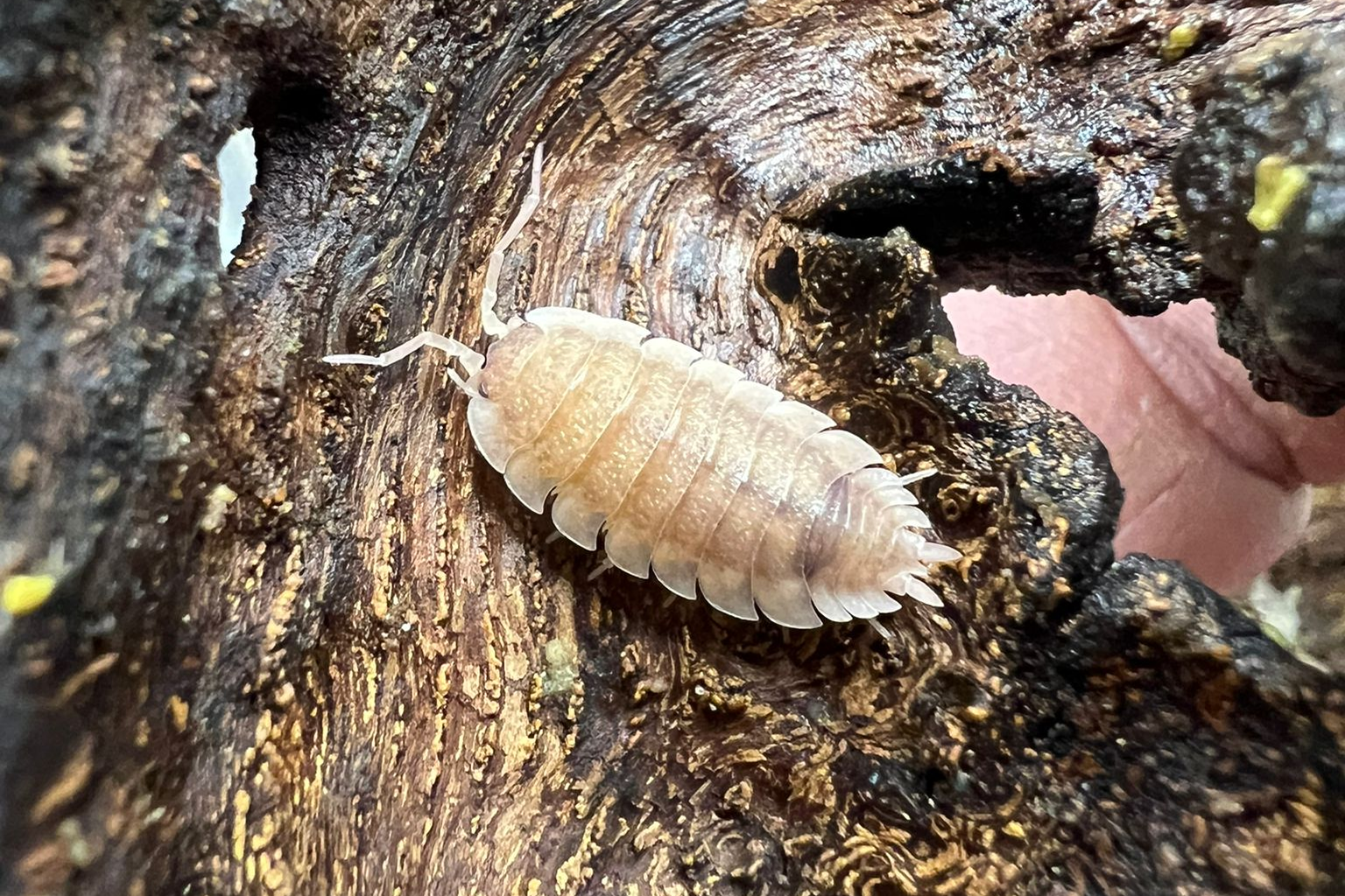 Porcellio scaber "Ghost"