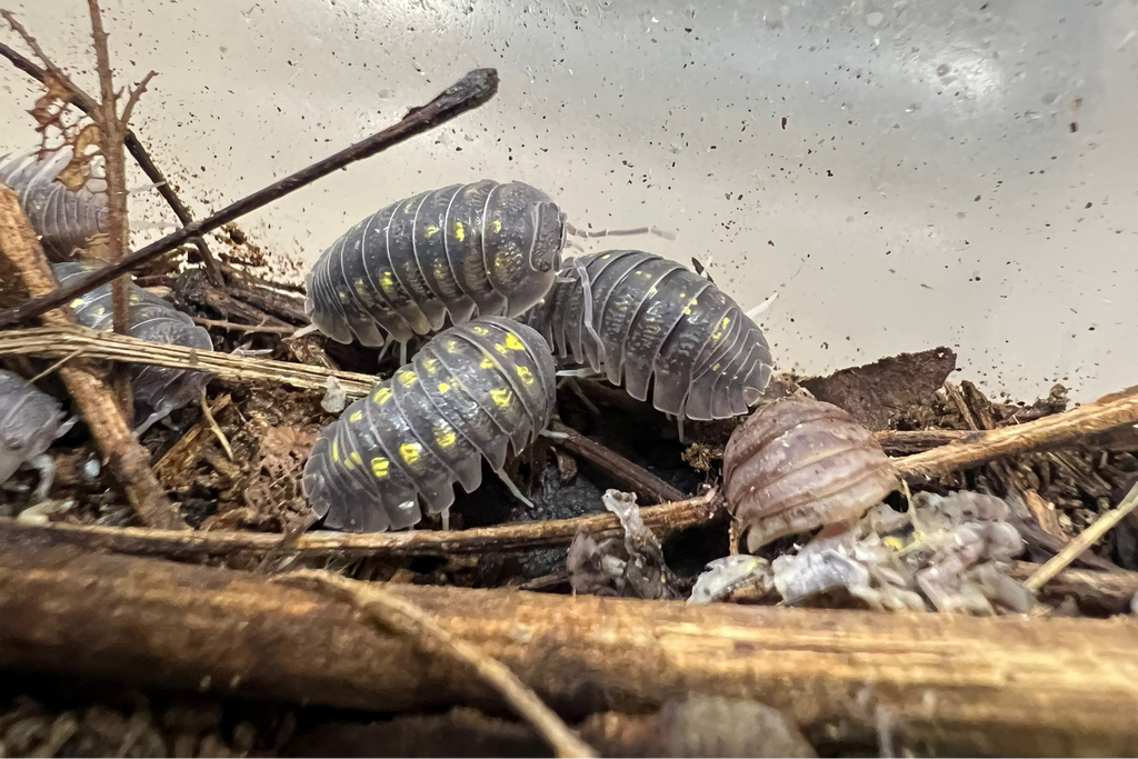 Armadillidium granulatum