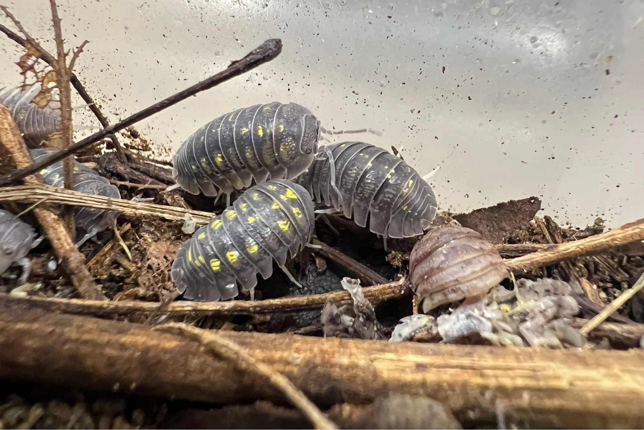 Armadillidium granulatum