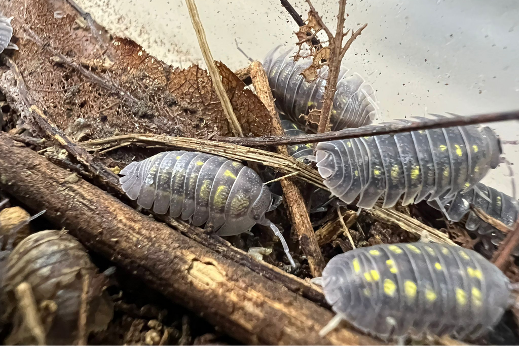 Armadillidium granulatum