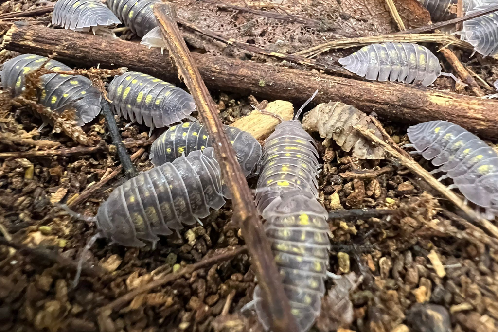 Armadillidium granulatum