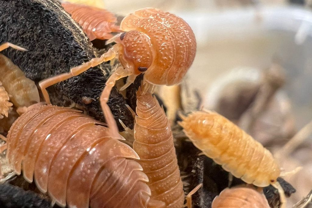 Porcellio scaber "Orange"