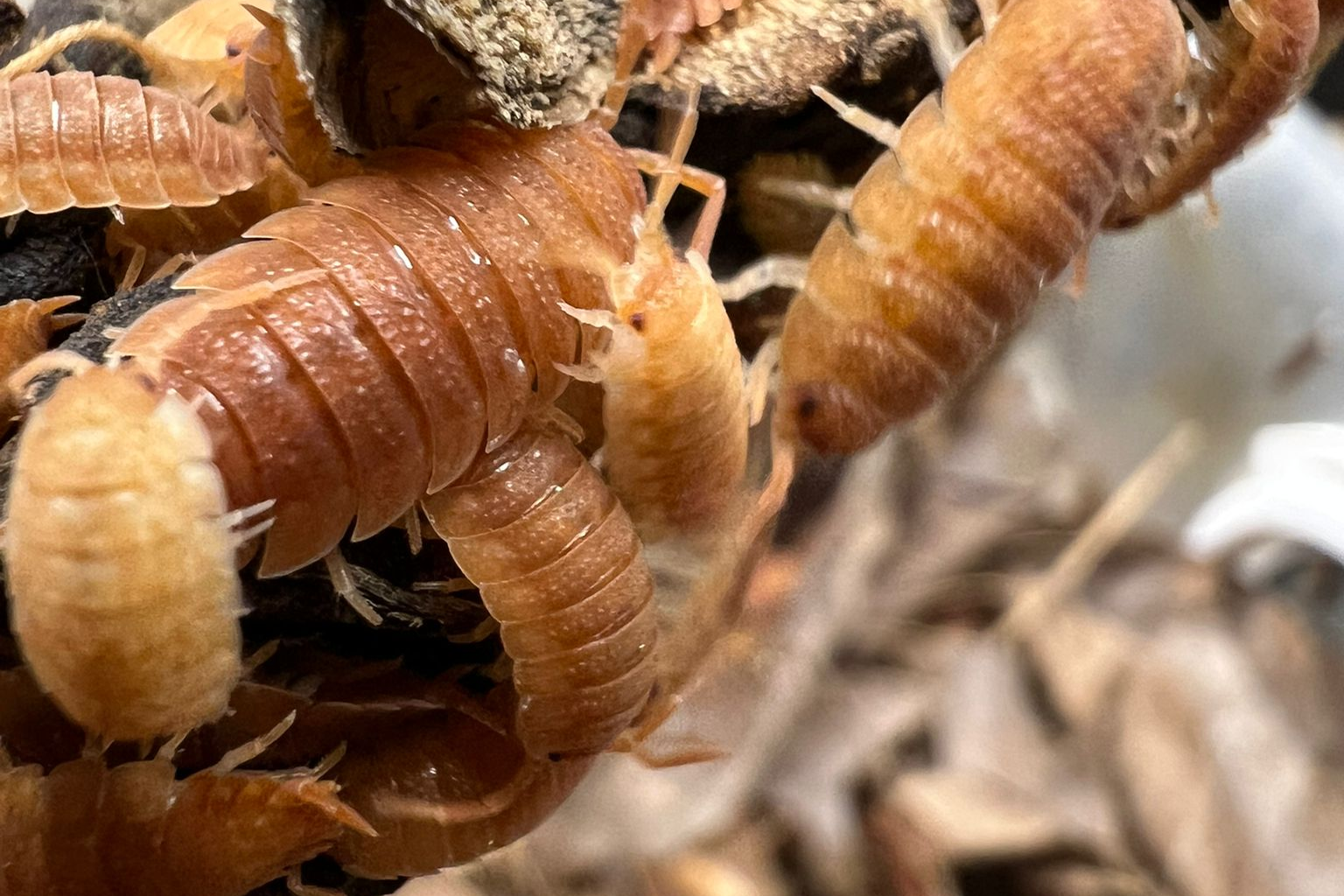 Porcellio scaber "Orange"