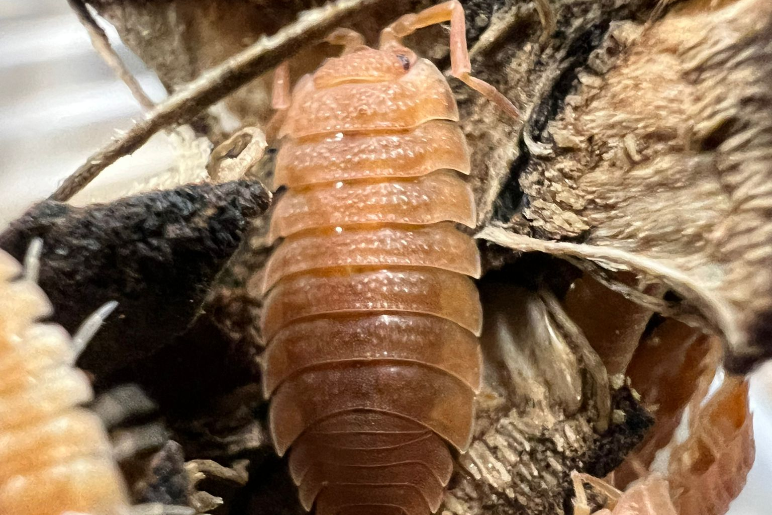 Porcellio scaber "Orange"