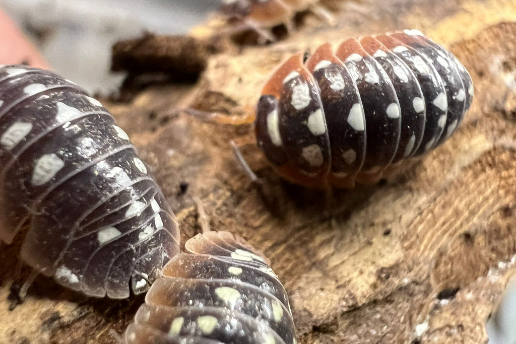 Armadillidium cetinjense