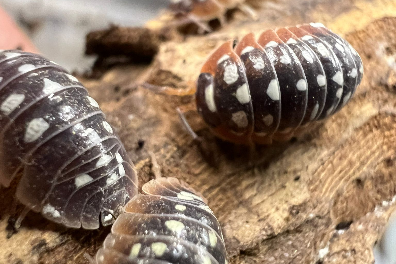 Armadillidium cetinjense