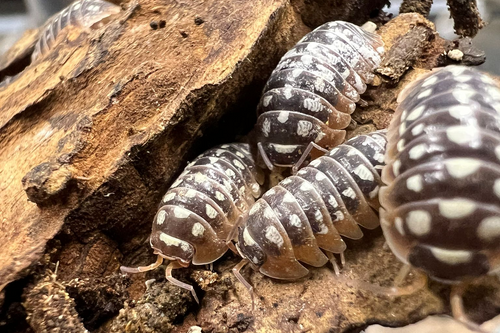 Armadillidium cetinjense