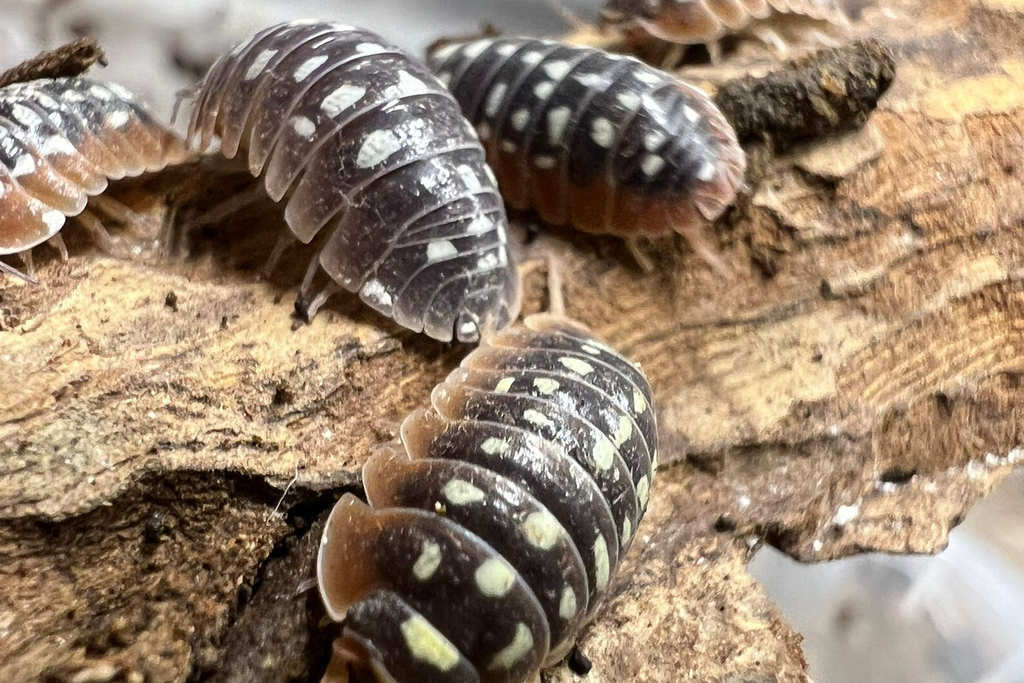 Armadillidium cetinjense