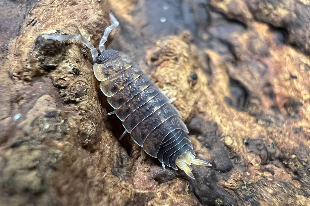 Proporcellio vulcanius