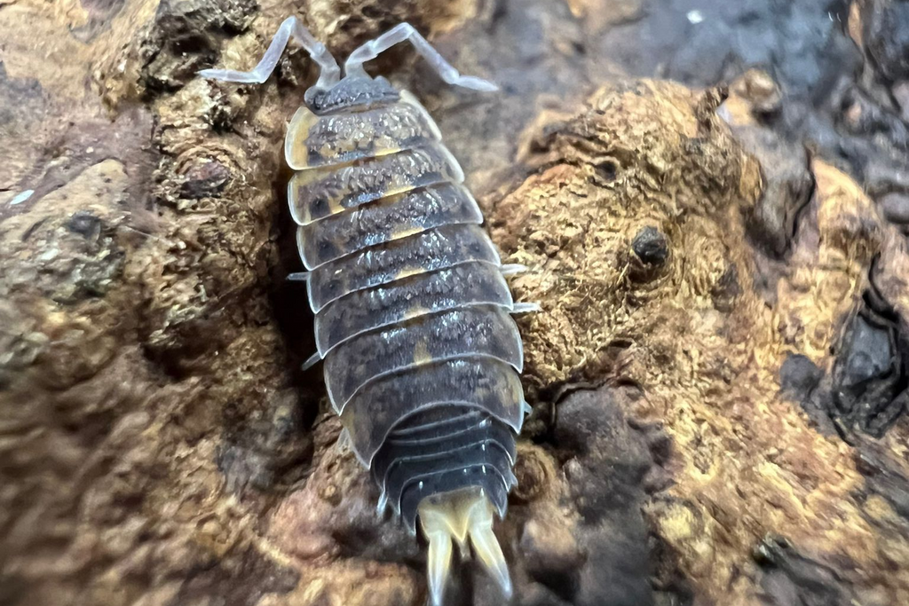 Proporcellio vulcanius
