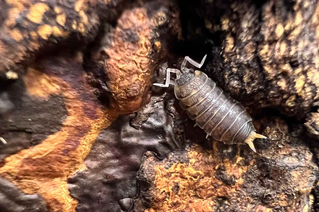Proporcellio vulcanius