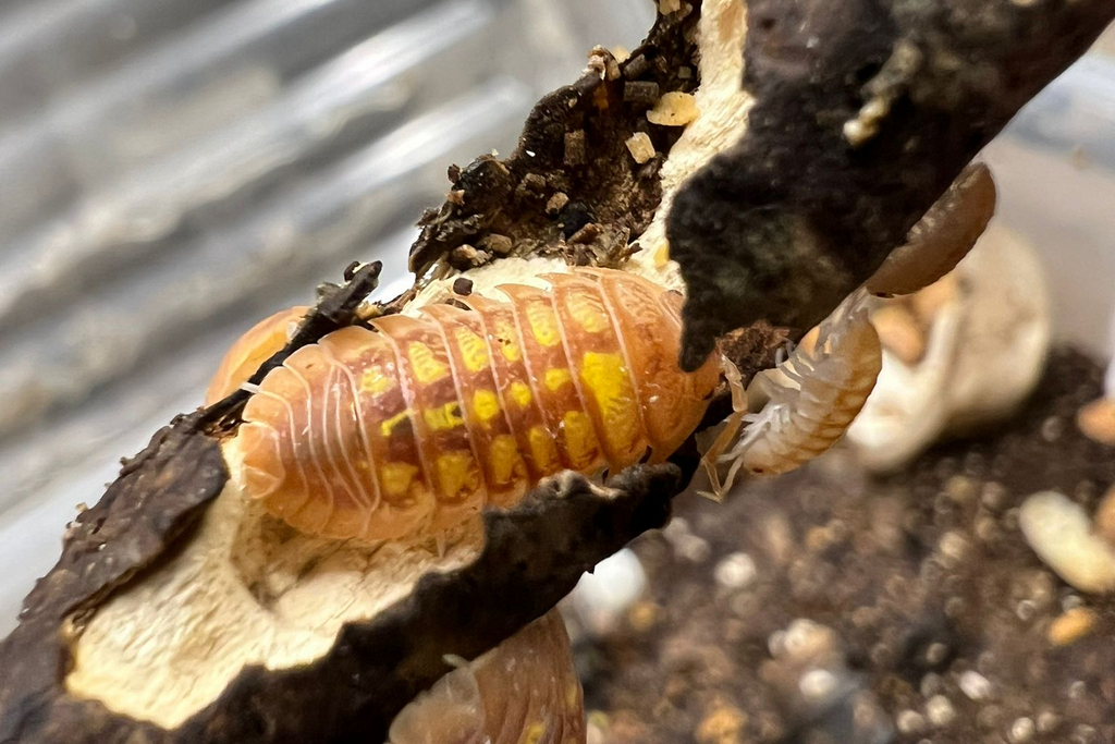 Armadillidium granulatum "Orange"