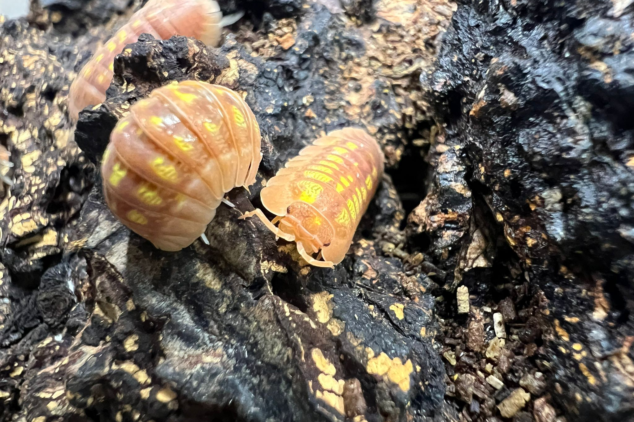 Armadillidium granulatum "Orange"