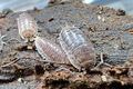 *Cylisticus convexus*