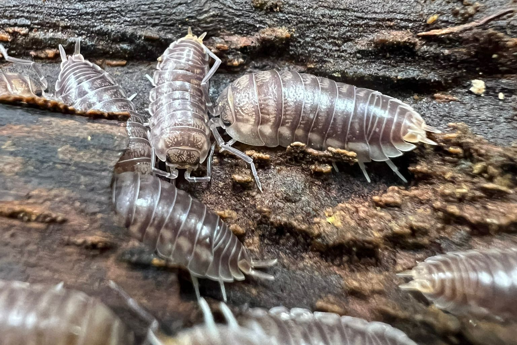 *Cylisticus convexus*