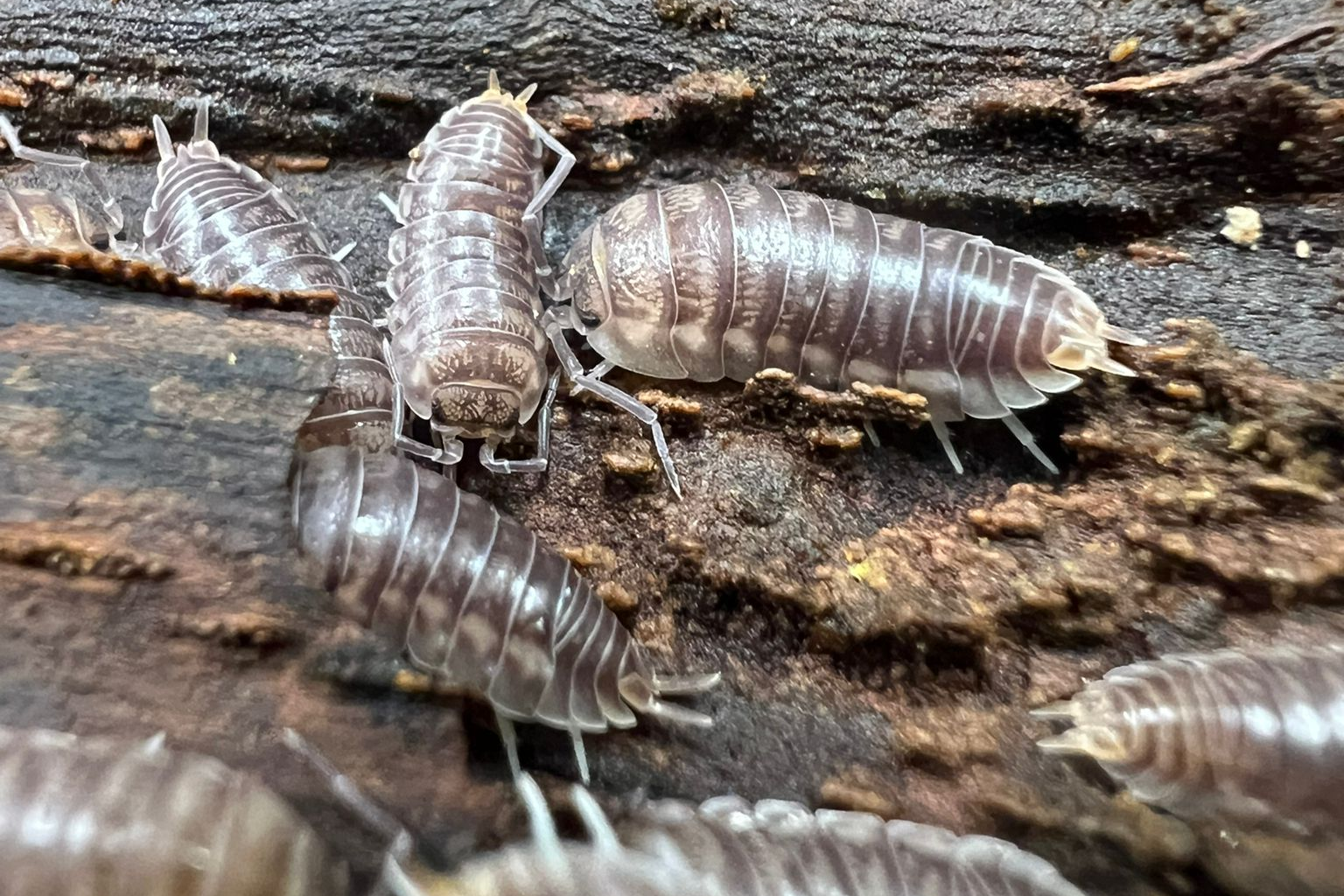 *Cylisticus convexus*