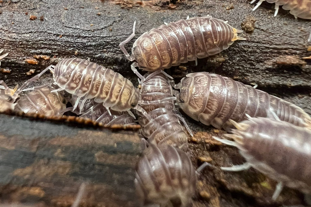 *Cylisticus convexus*