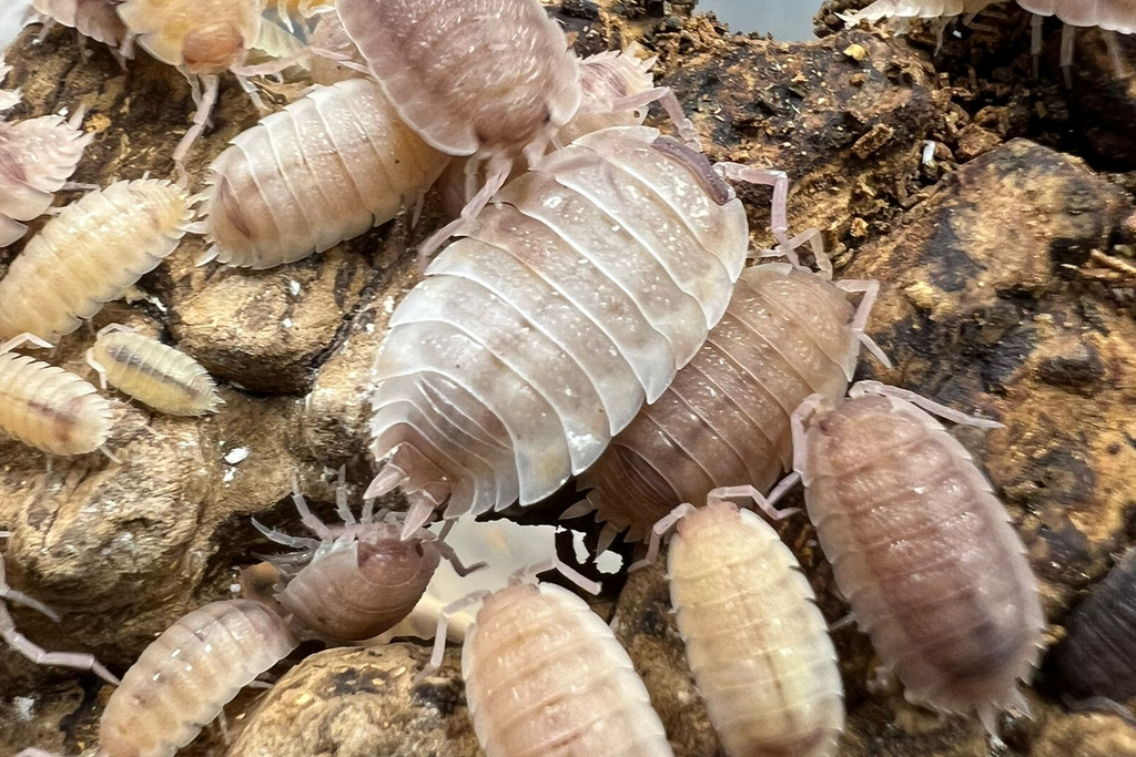 Porcellio scaber "Ghost Pied"