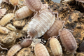 Porcellio scaber "Ghost Pied"