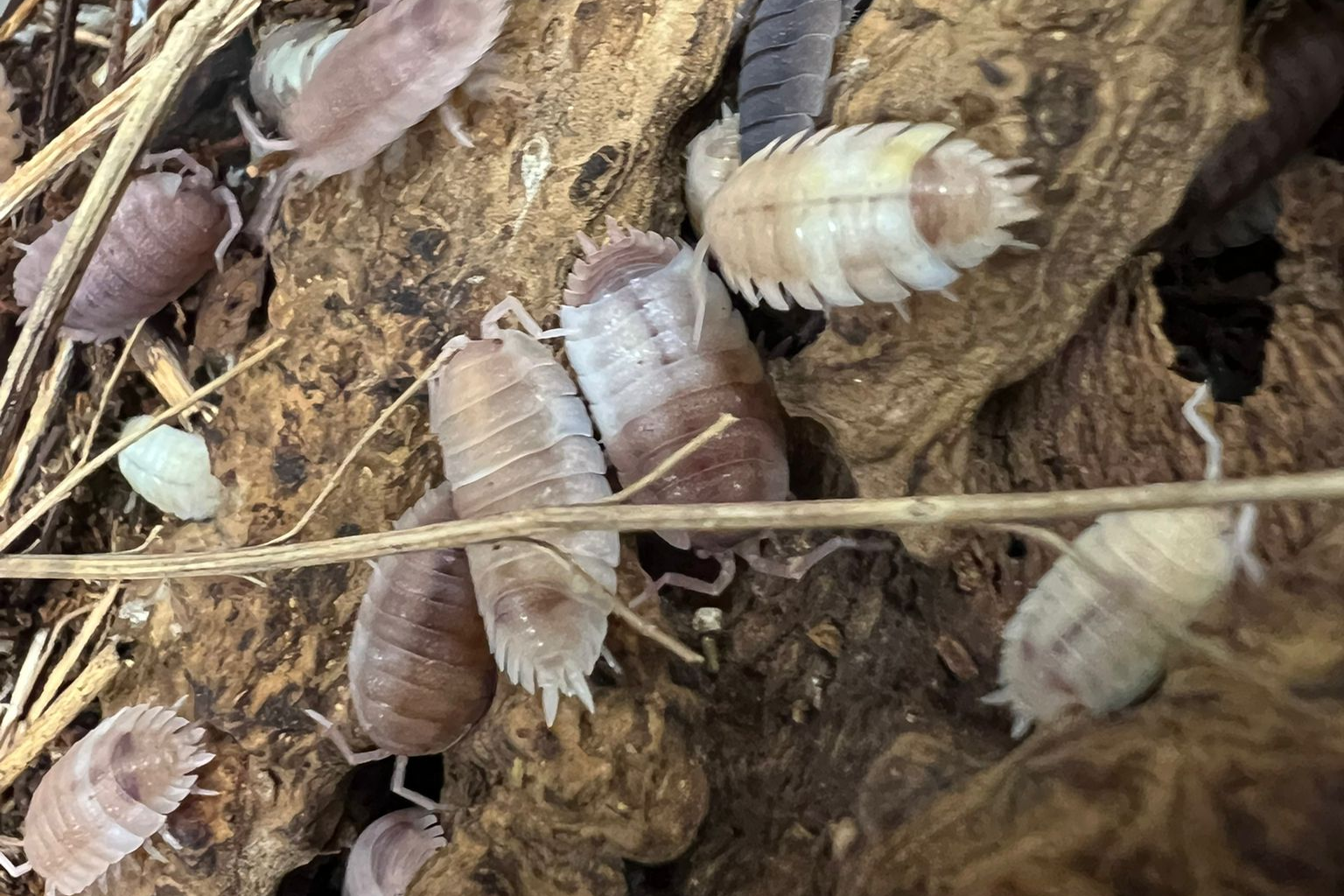 Porcellio scaber "Ghost Pied"