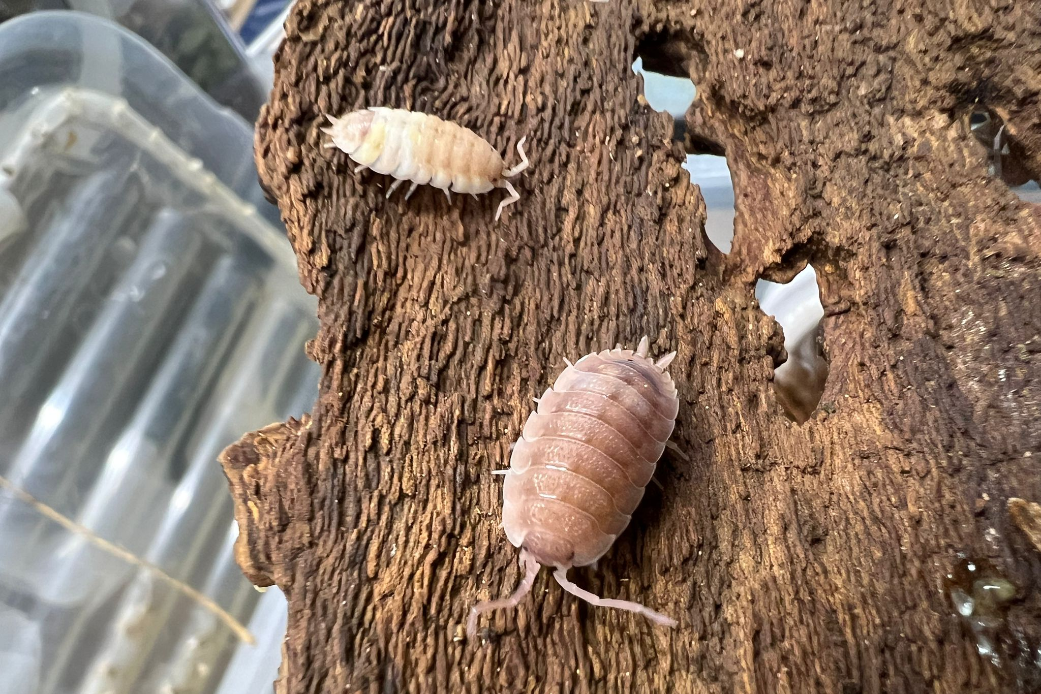 Porcellio scaber "Ghost Pied"
