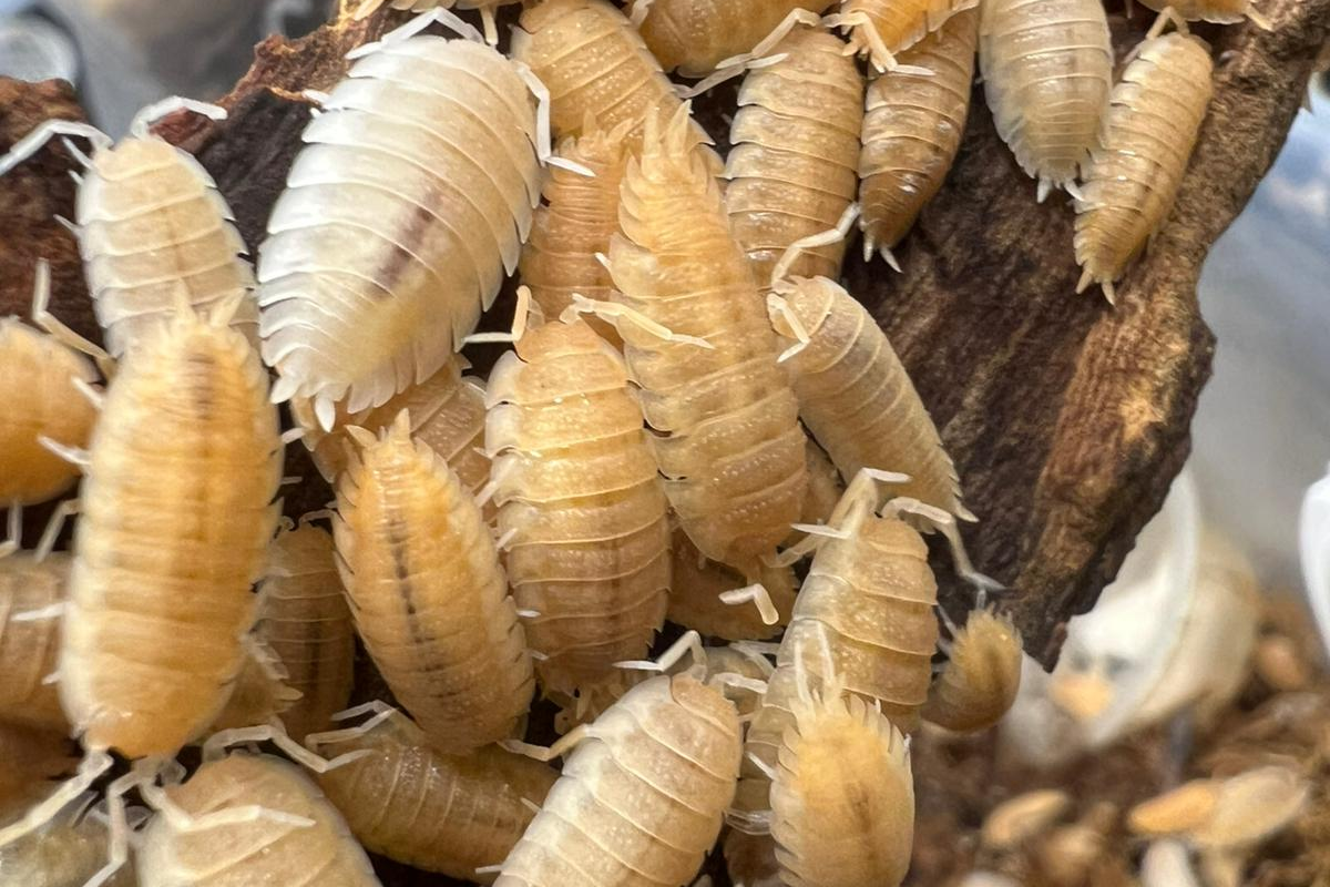 Porcellio scaber "Yellow Snow" (USA line)
