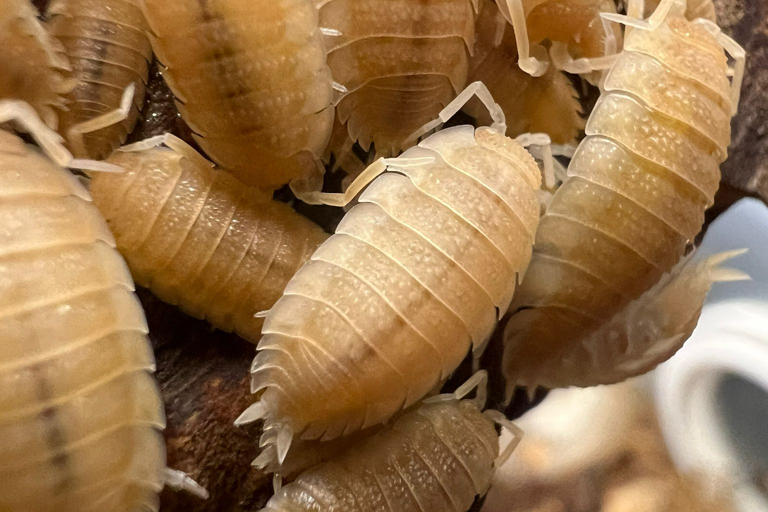Porcellio scaber "Yellow Snow" (USA line)