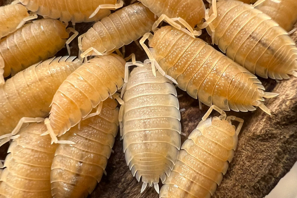 Porcellio scaber "Yellow Snow" (USA line)
