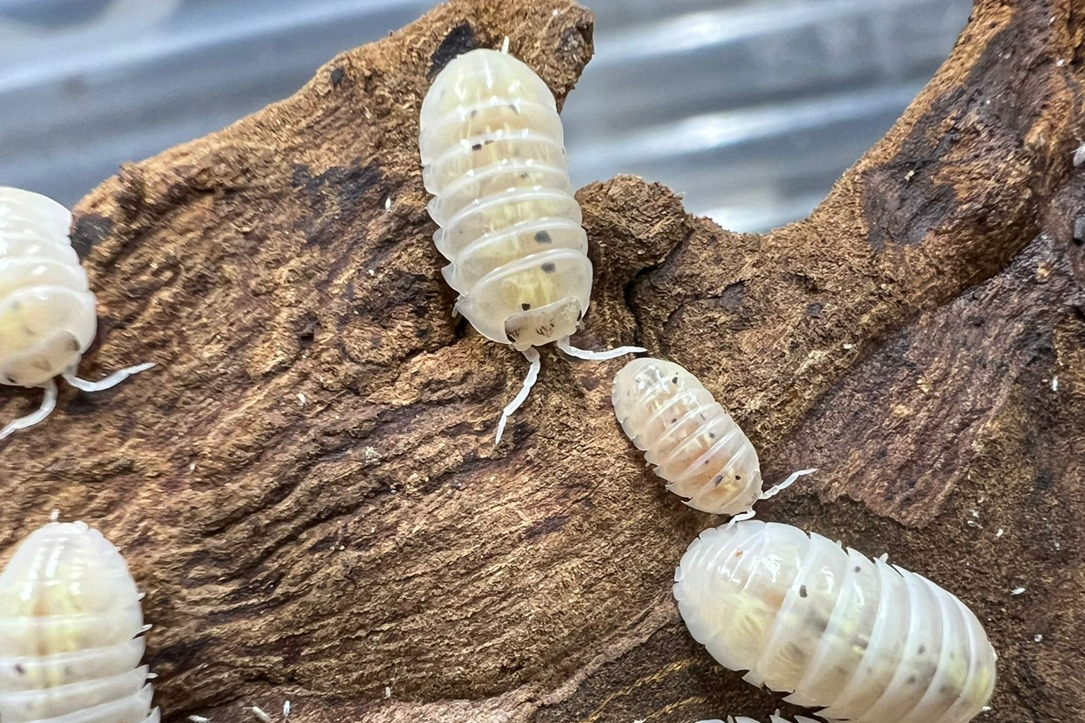Armadillidium depressum "Magic Potion"