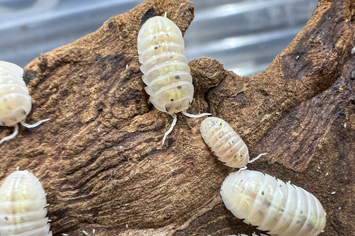 Armadillidium depressum "Magic Potion"