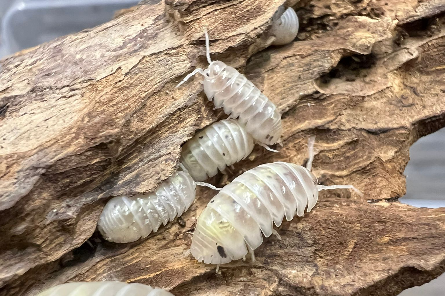 Armadillidium depressum "Magic Potion"