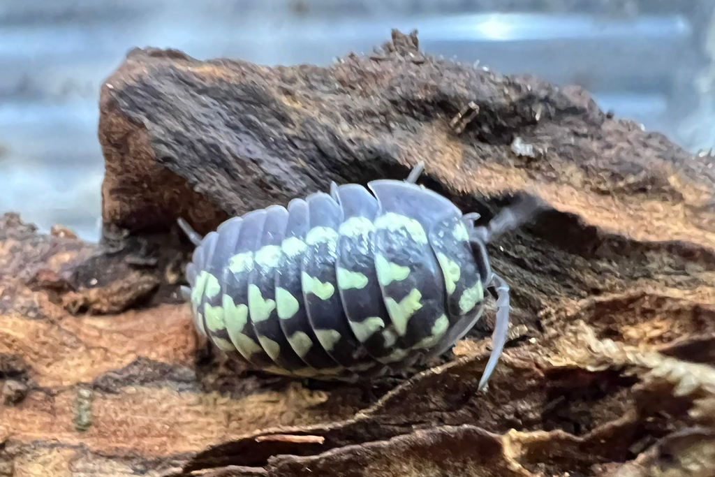 Armadillidium gestroi "White"