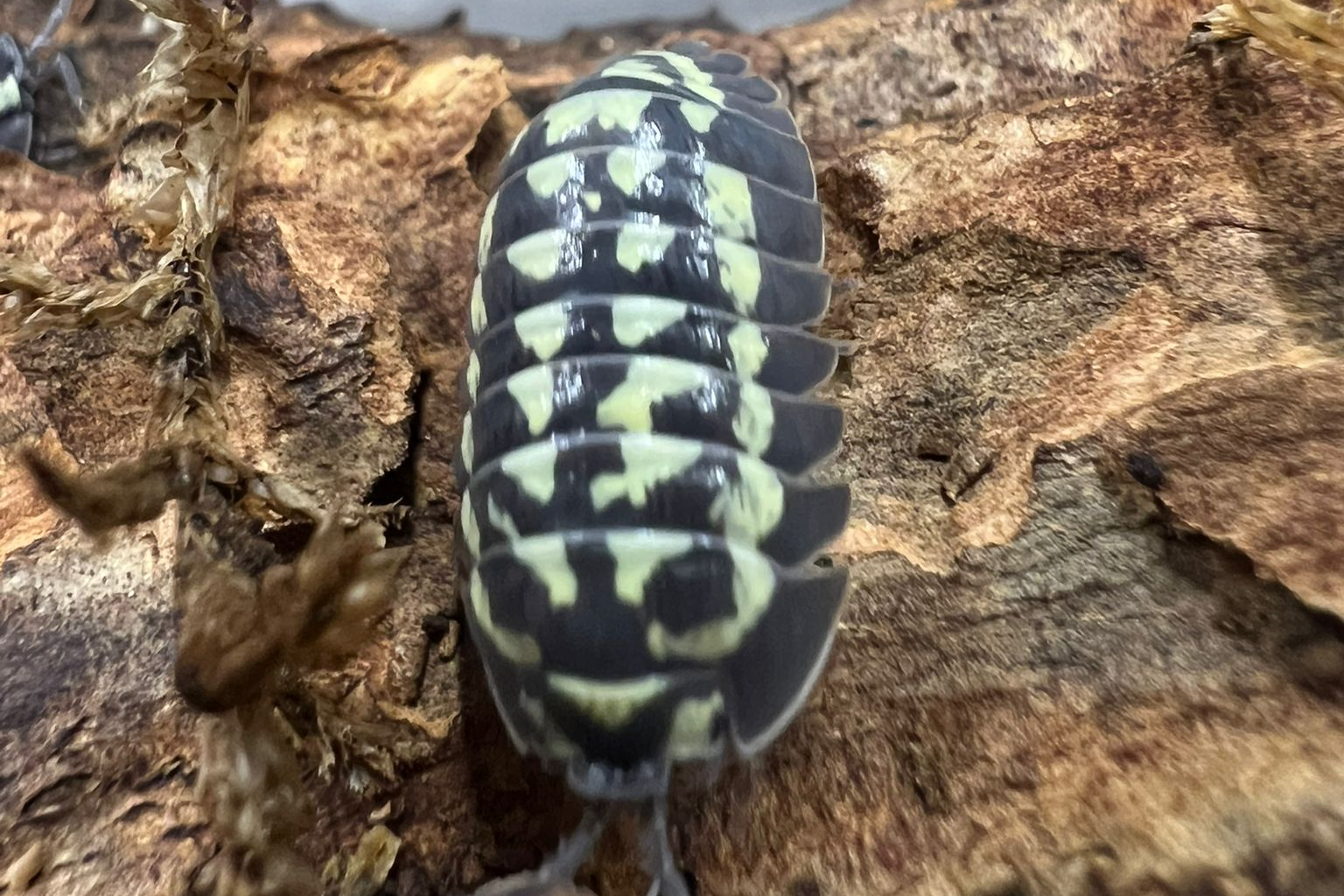 Armadillidium gestroi "White"