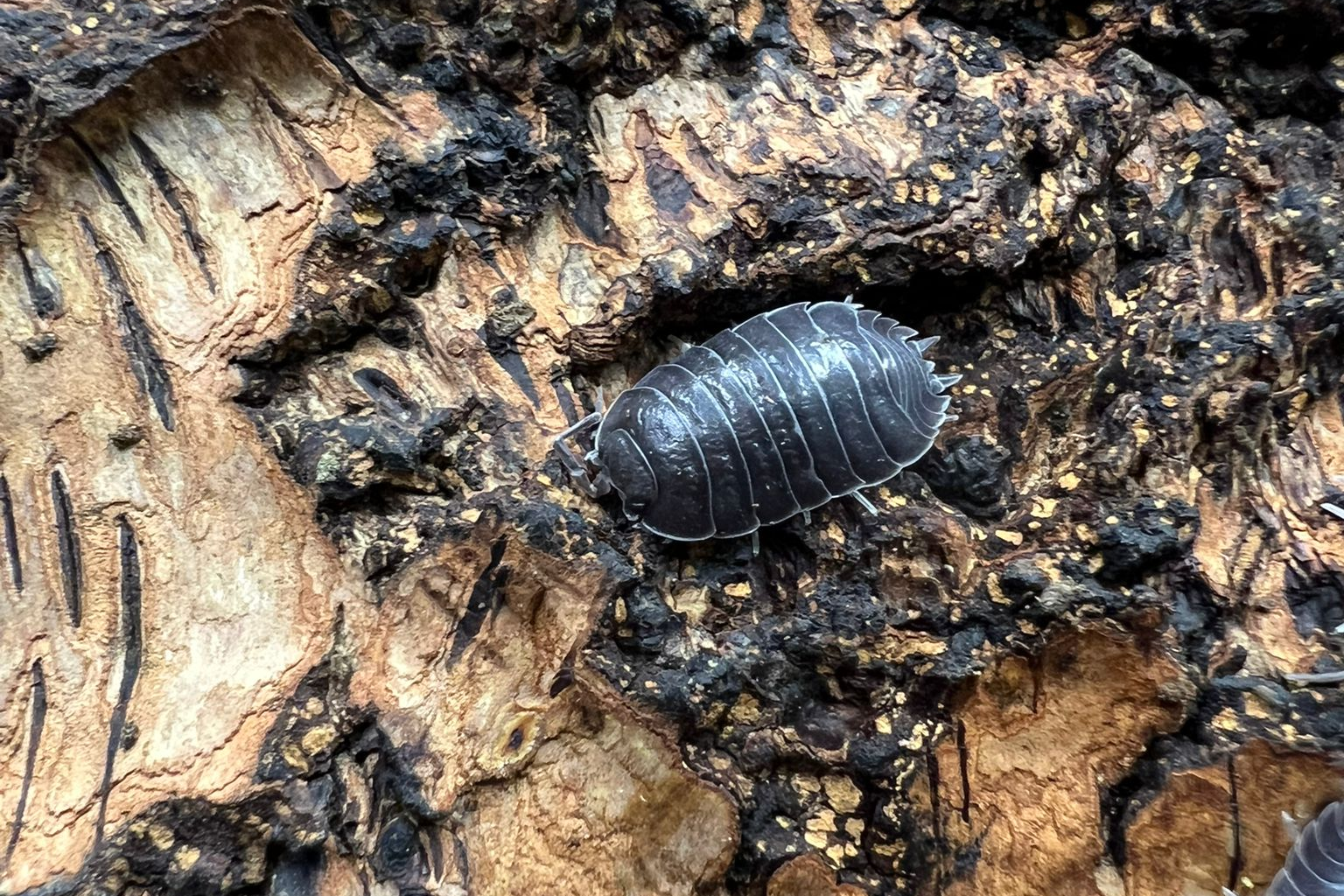 Porcellio laevis "Black"