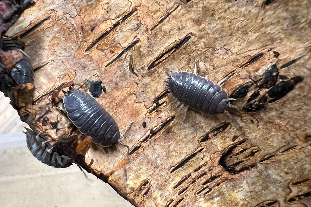 Porcellio laevis "Black"